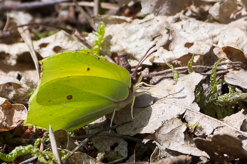 Butterflies and moths